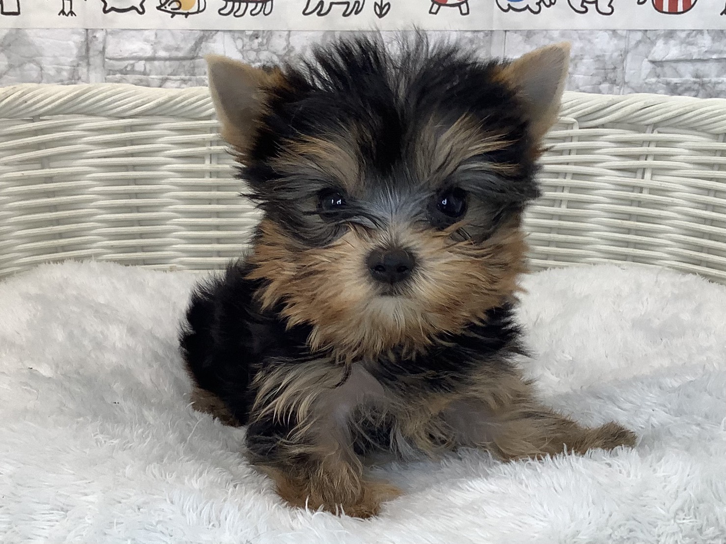 静岡県のヨークシャーテリア (マルエスペットホームアシスト店/2025年9月13日生まれ/女の子/スチールブルータン)の子犬の1枚目の画像