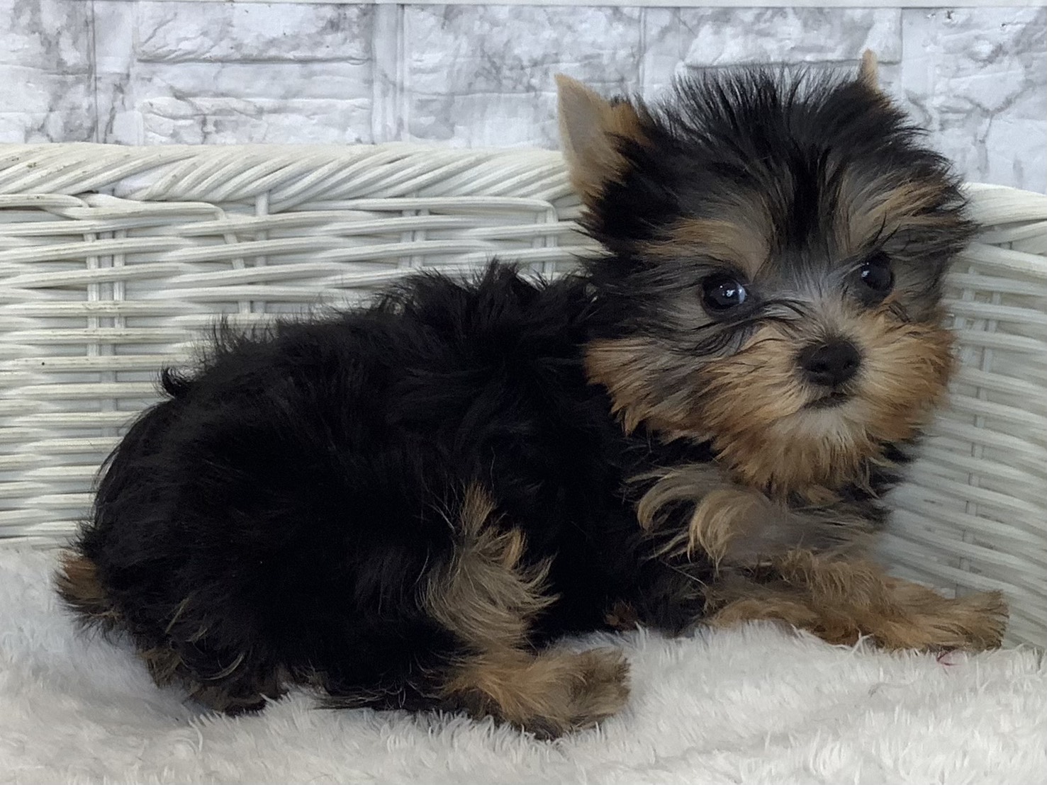 静岡県のヨークシャーテリア (マルエスペットホームアシスト店/2025年9月13日生まれ/女の子/スチールブルータン)の子犬の2枚目の画像