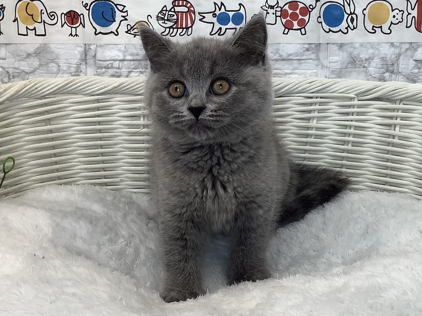静岡県のブリティッシュショートヘアー (マルエスペット清水駒越店/2025年9月14日生まれ/男の子/ブルー)の子猫の1枚目の画像