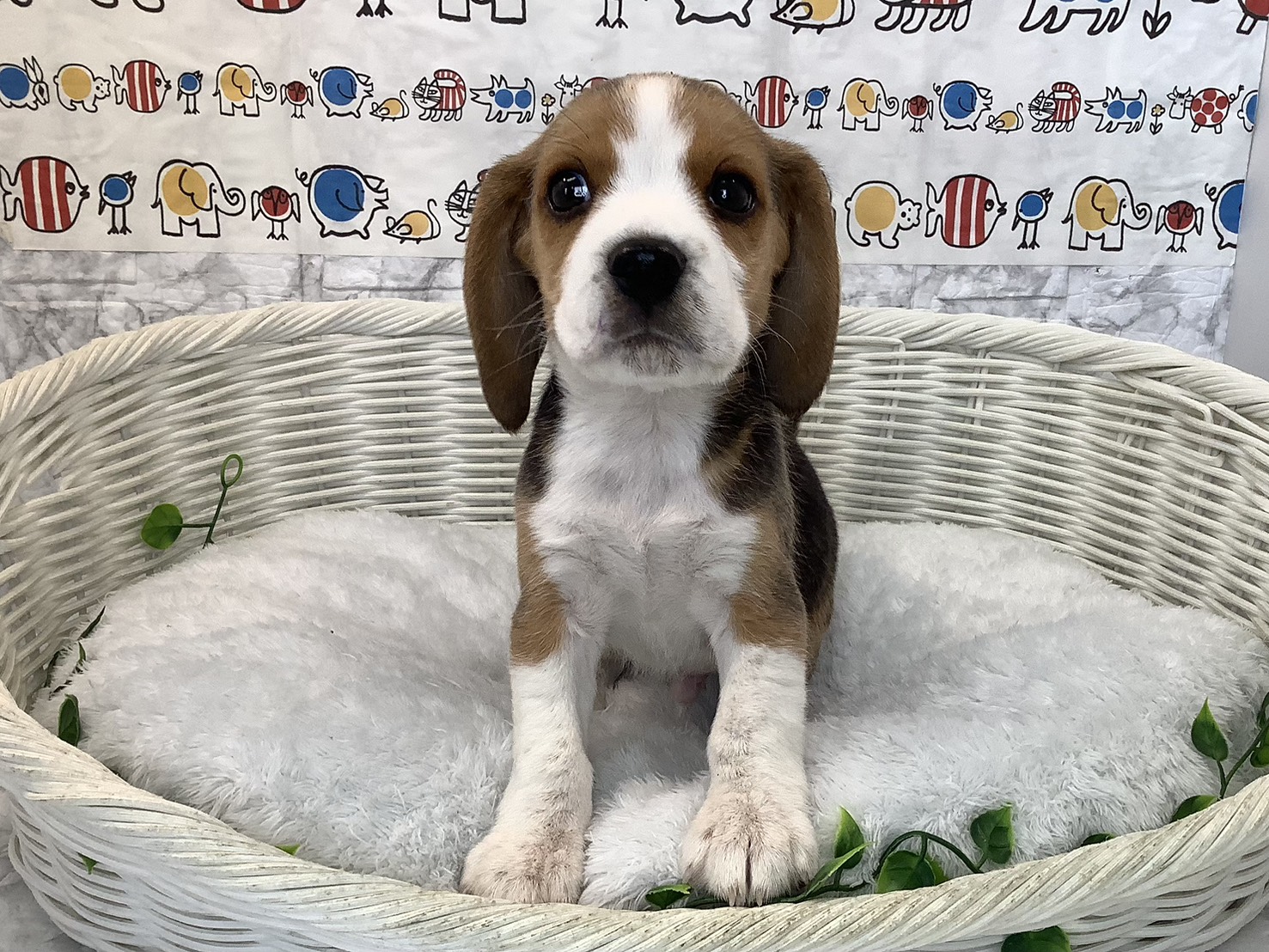 奈良県のビーグル (マルエスペット 富雄店/2025年9月14日生まれ/男の子/ブラックタンホワイト)の子犬の1枚目の画像