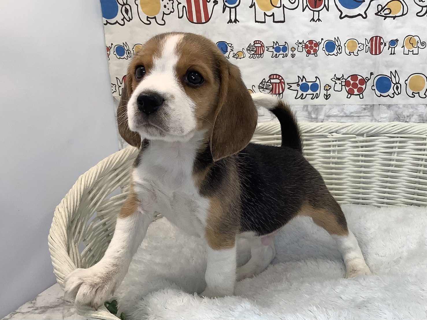 奈良県のビーグル (マルエスペット 富雄店/2025年9月14日生まれ/男の子/ブラックタンホワイト)の子犬の3枚目の画像