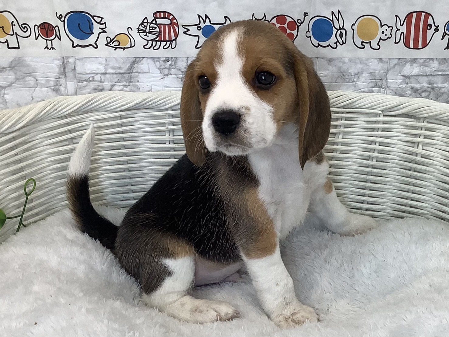 奈良県のビーグル (マルエスペット 富雄店/2025年9月14日生まれ/男の子/ブラックタンホワイト)の子犬の2枚目の画像