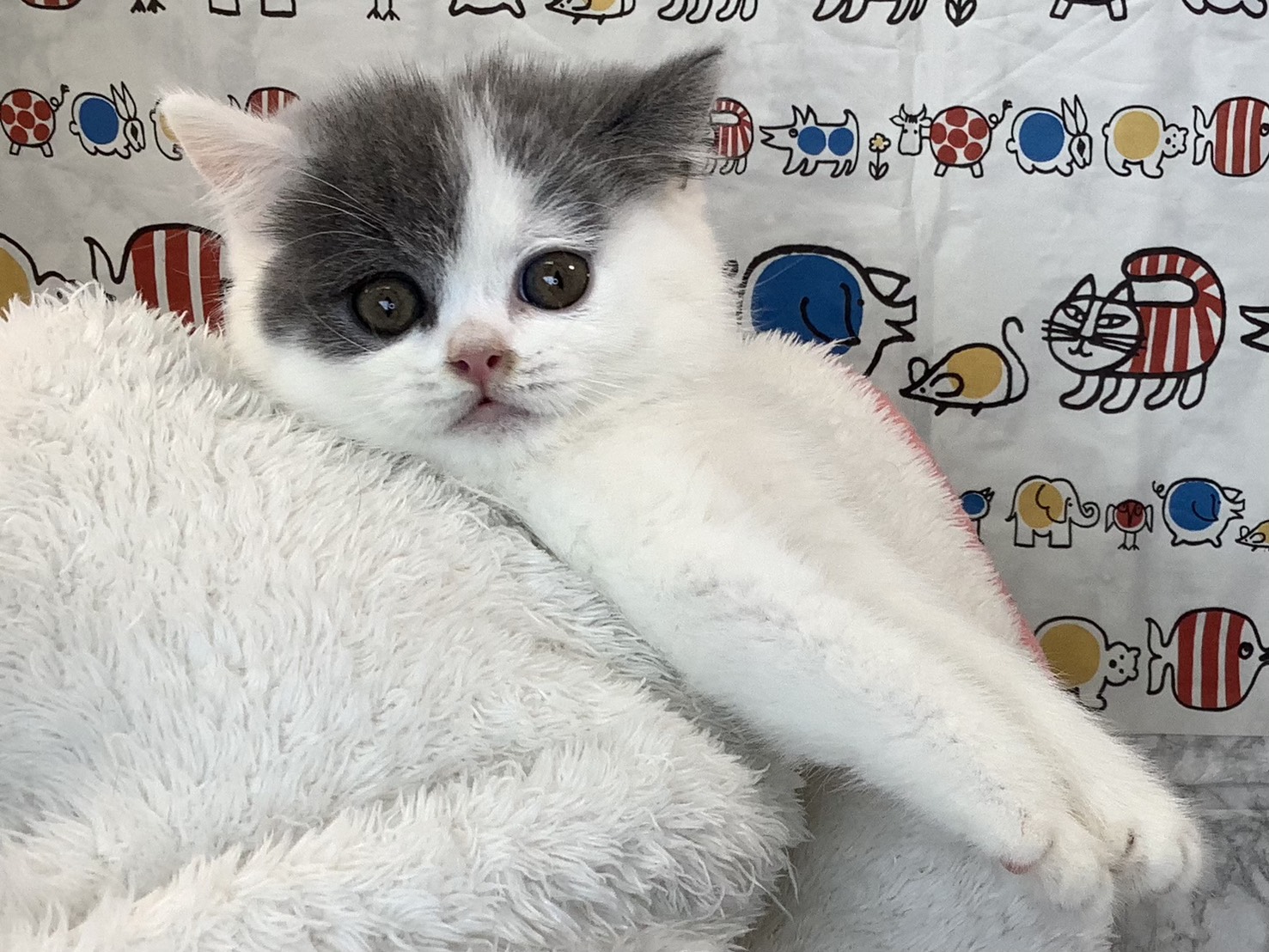 奈良県のブリティッシュショートヘアー (マルエスペット 富雄店/2025年9月14日生まれ/女の子/ブルーホワイト)の子猫の3枚目の画像