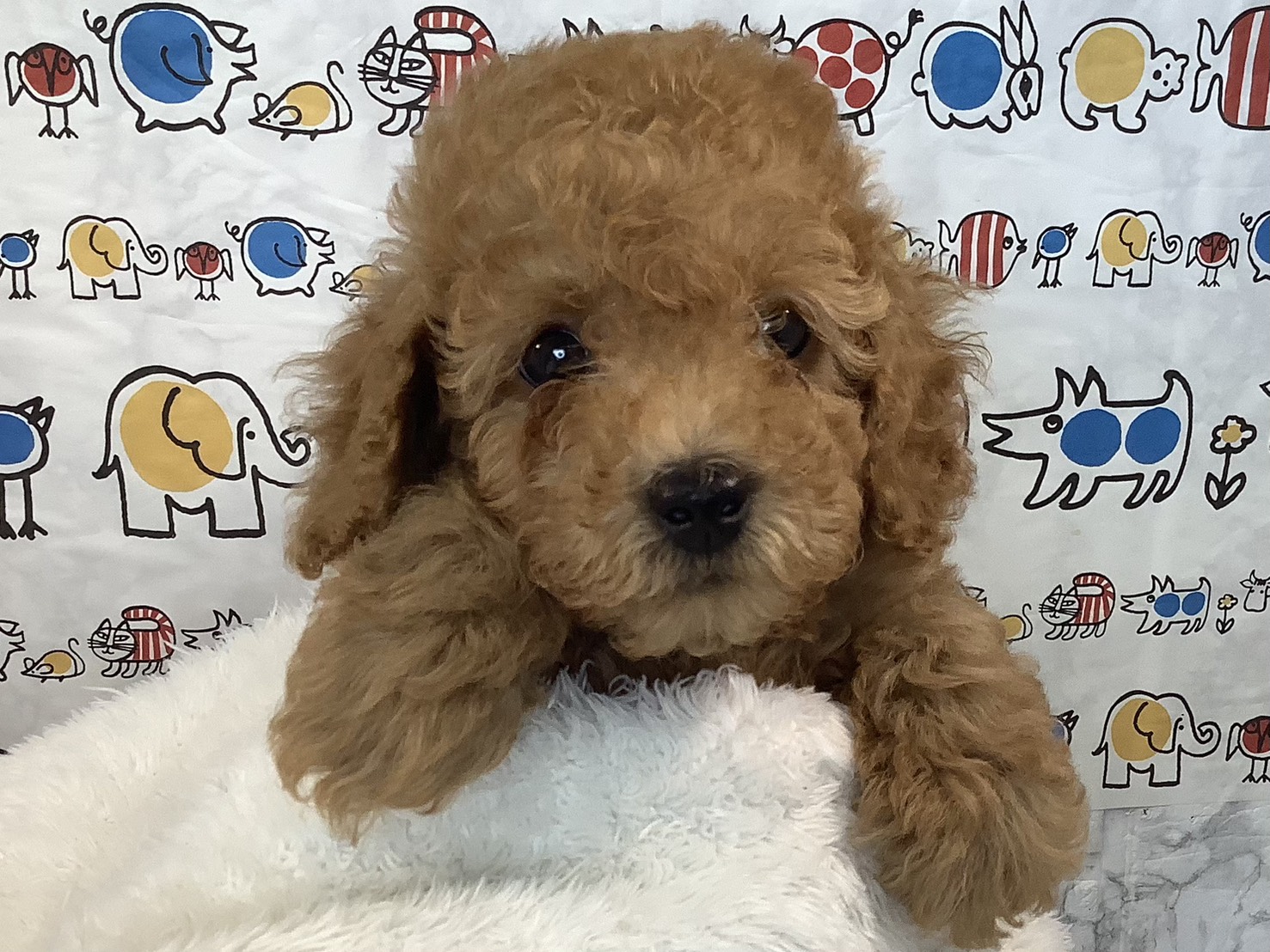 奈良県のトイプードル(トイ) (マルエスペット いかるが店/2025年9月13日生まれ/男の子/レッド)の子犬の3枚目の画像