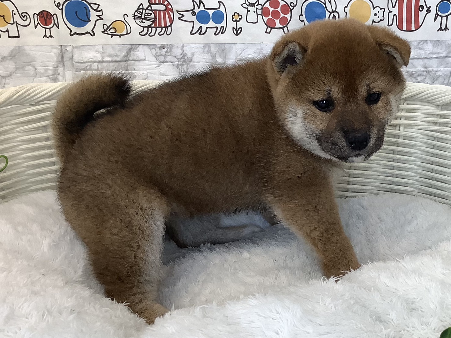 静岡県の柴犬(標準サイズ) (マルエスペット富士店/2025年9月14日生まれ/女の子/赤)の子犬の2枚目の画像