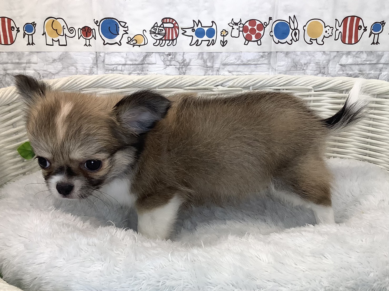 愛知県のチワワ(ロング) (ペッツワン岡崎美合店/2025年9月6日生まれ/男の子/フォーンホワイト)の子犬の3枚目の画像