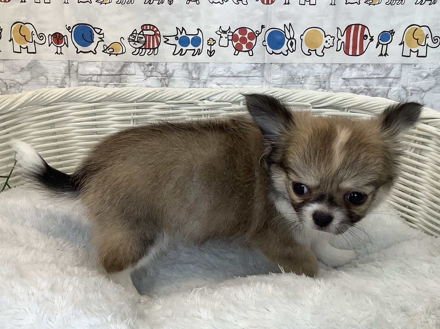 愛知県のチワワ(ロング) (ペッツワン岡崎美合店/2025年9月6日生まれ/男の子/フォーンホワイト)の子犬の2枚目の画像