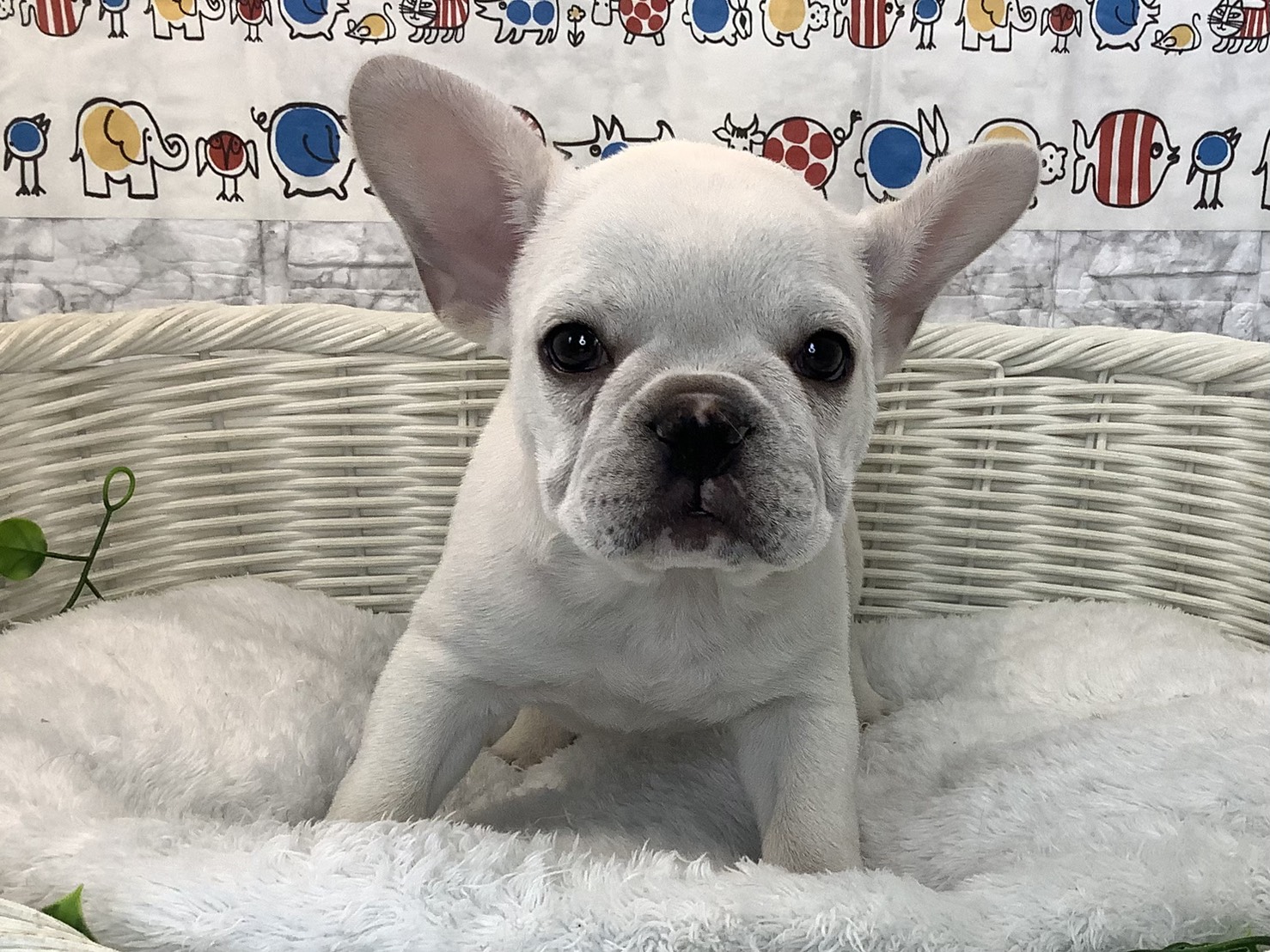 奈良県のフレンチブルドッグ (マルエスペット いかるが店/2025年9月13日生まれ/女の子/クリーム)の子犬の1枚目の画像