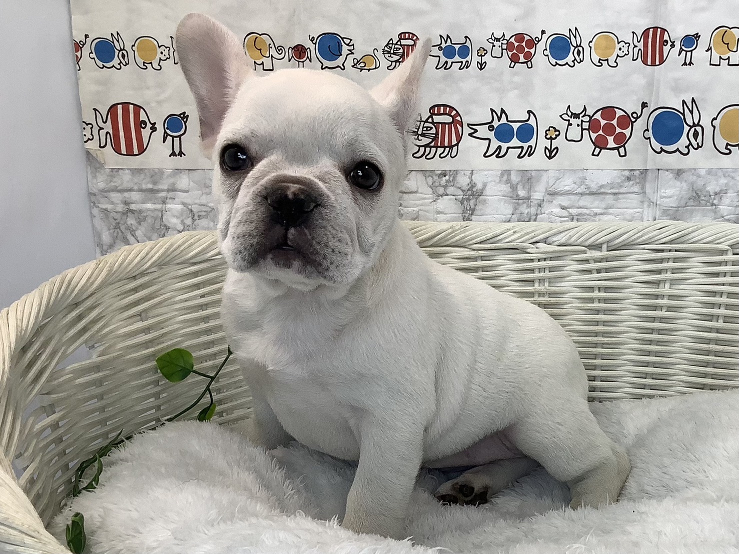 奈良県のフレンチブルドッグ (マルエスペット いかるが店/2025年9月13日生まれ/女の子/クリーム)の子犬の3枚目の画像