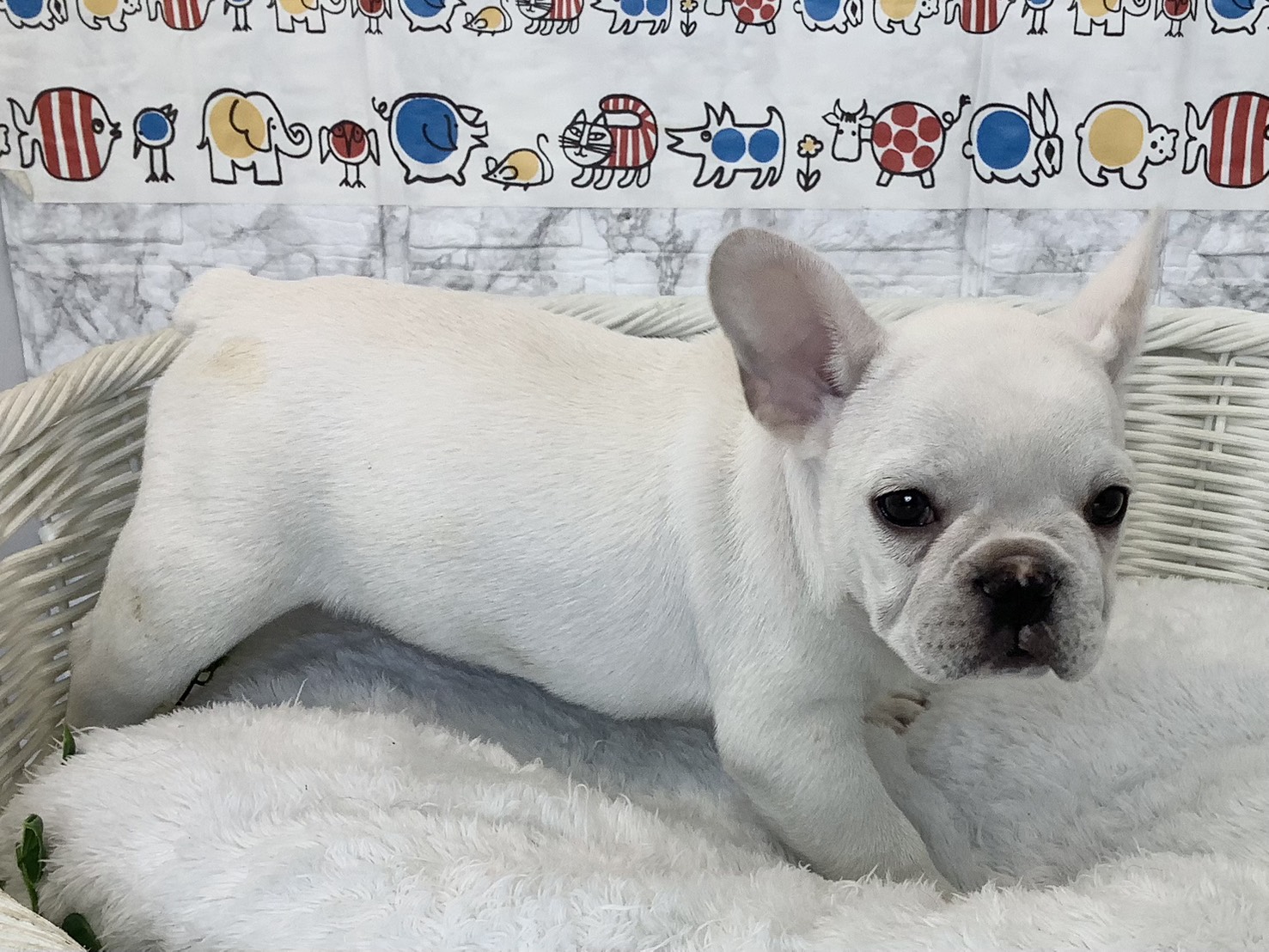 奈良県のフレンチブルドッグ (マルエスペット いかるが店/2025年9月13日生まれ/女の子/クリーム)の子犬の2枚目の画像