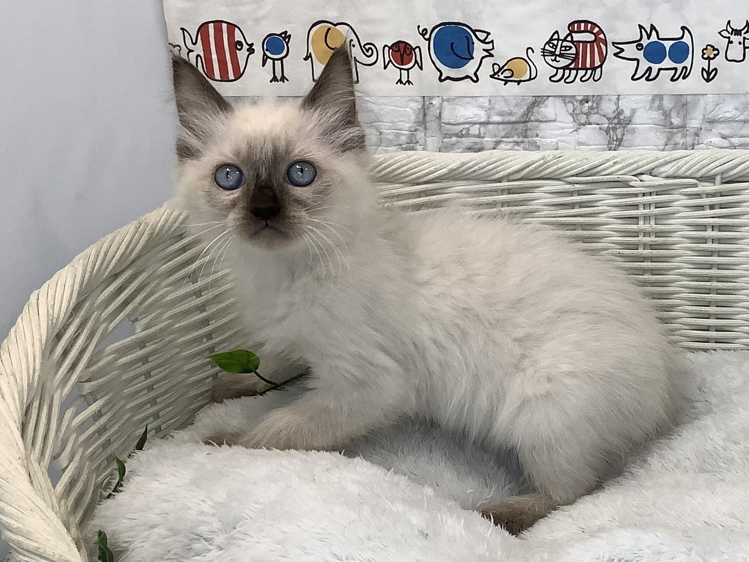 奈良県のラグドール (マルエスペット いかるが店/2025年9月10日生まれ/女の子/シールポイント)の子猫の3枚目の画像
