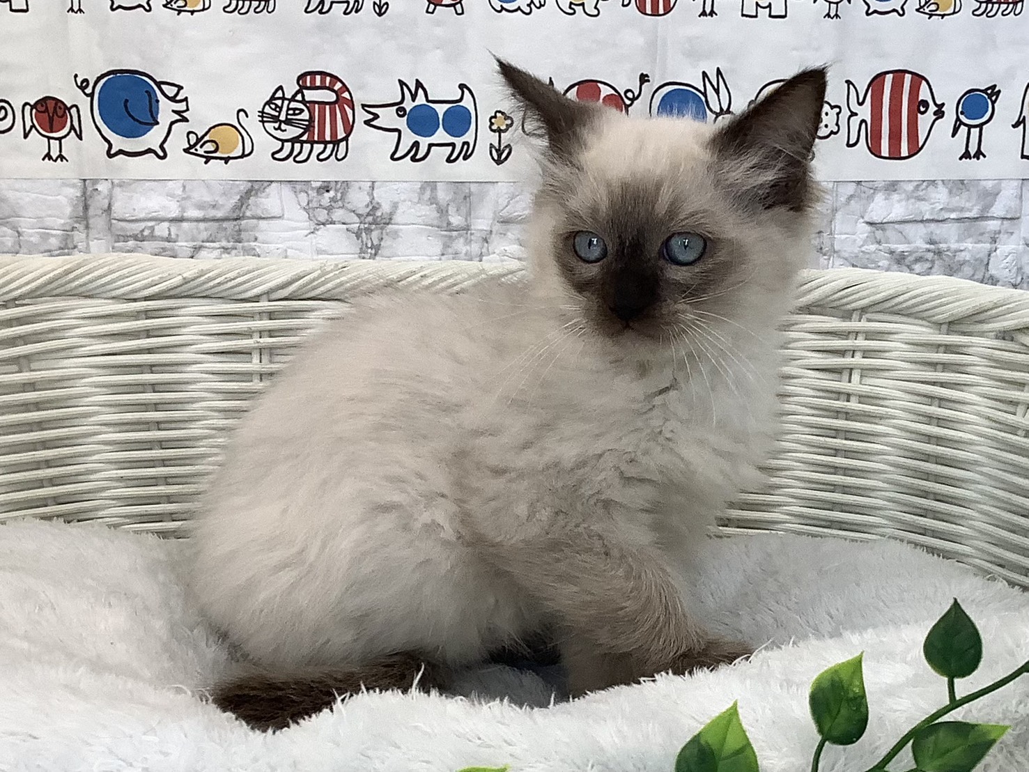 静岡県のラグドール (マルエスペット清水駒越店/2025年9月10日生まれ/男の子/シールポイント)の子猫の2枚目の画像