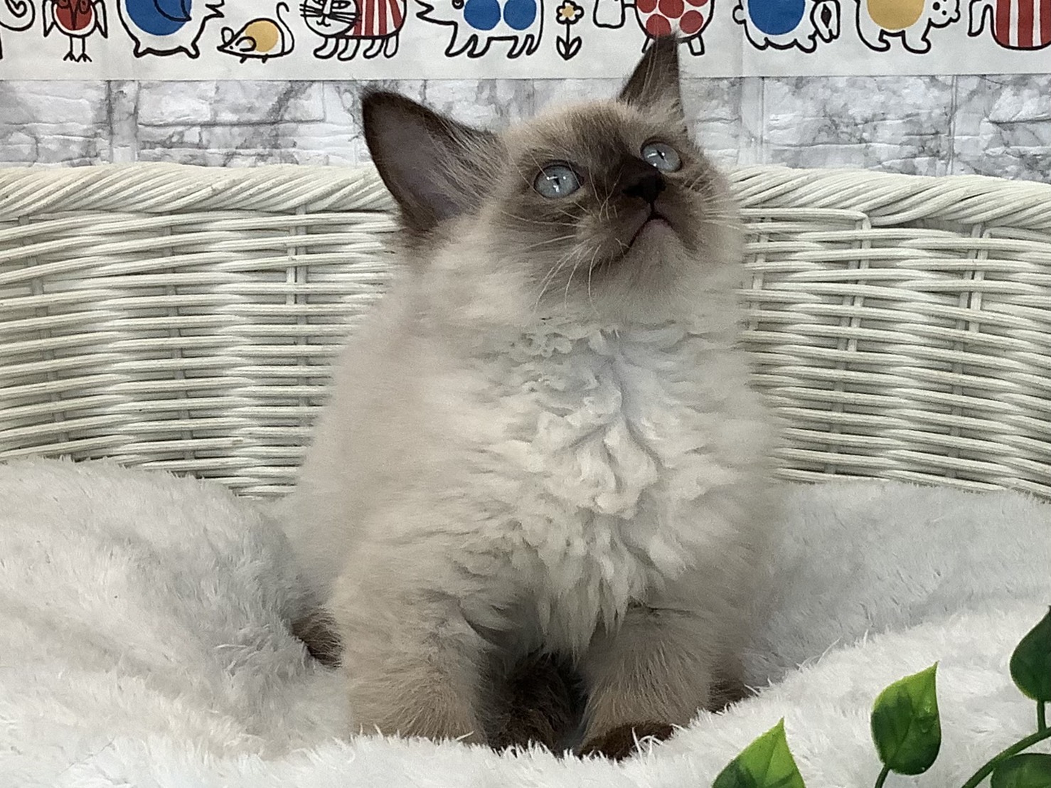 静岡県のラグドール (マルエスペット清水駒越店/2025年9月10日生まれ/男の子/シールポイント)の子猫の1枚目の画像