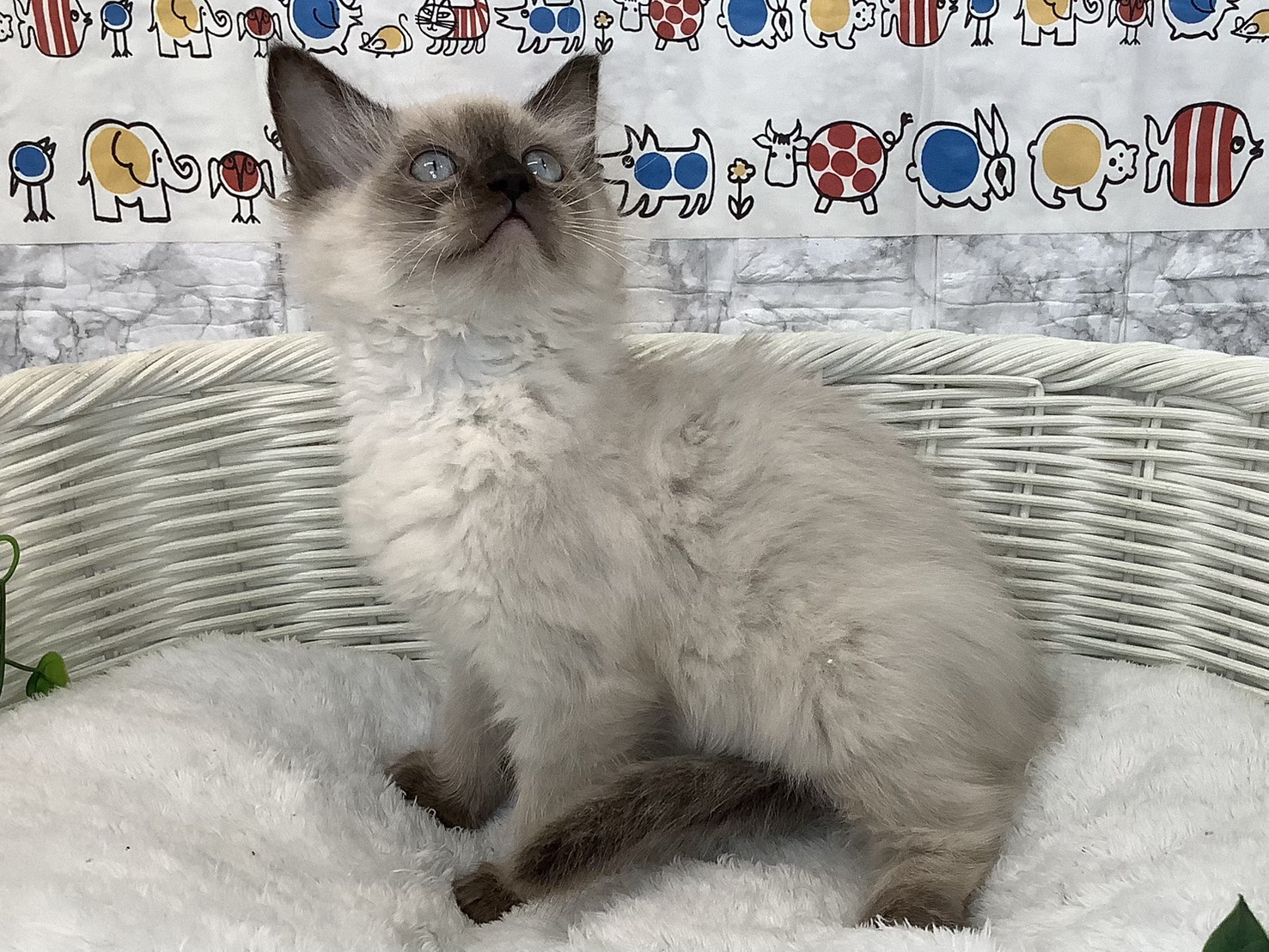 静岡県のラグドール (マルエスペット清水駒越店/2025年9月10日生まれ/男の子/シールポイント)の子猫の3枚目の画像