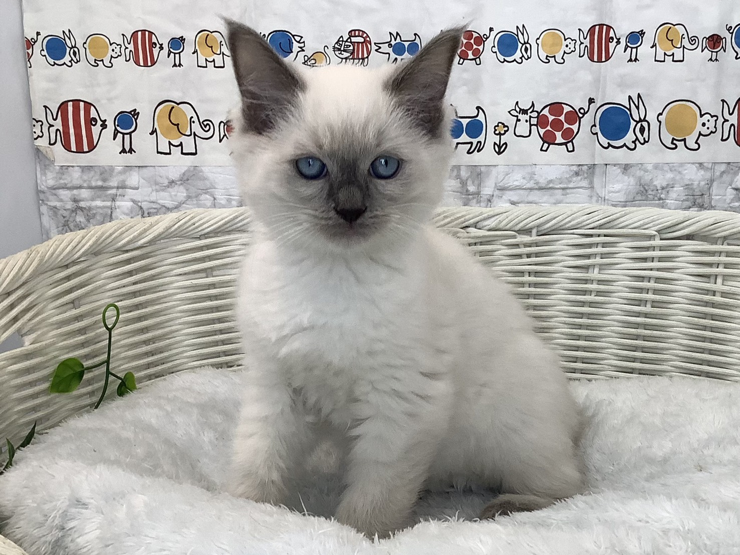 奈良県のラグドール (マルエスペット 富雄店/2025年9月10日生まれ/男の子/ブルーポイント)の子猫の1枚目の画像