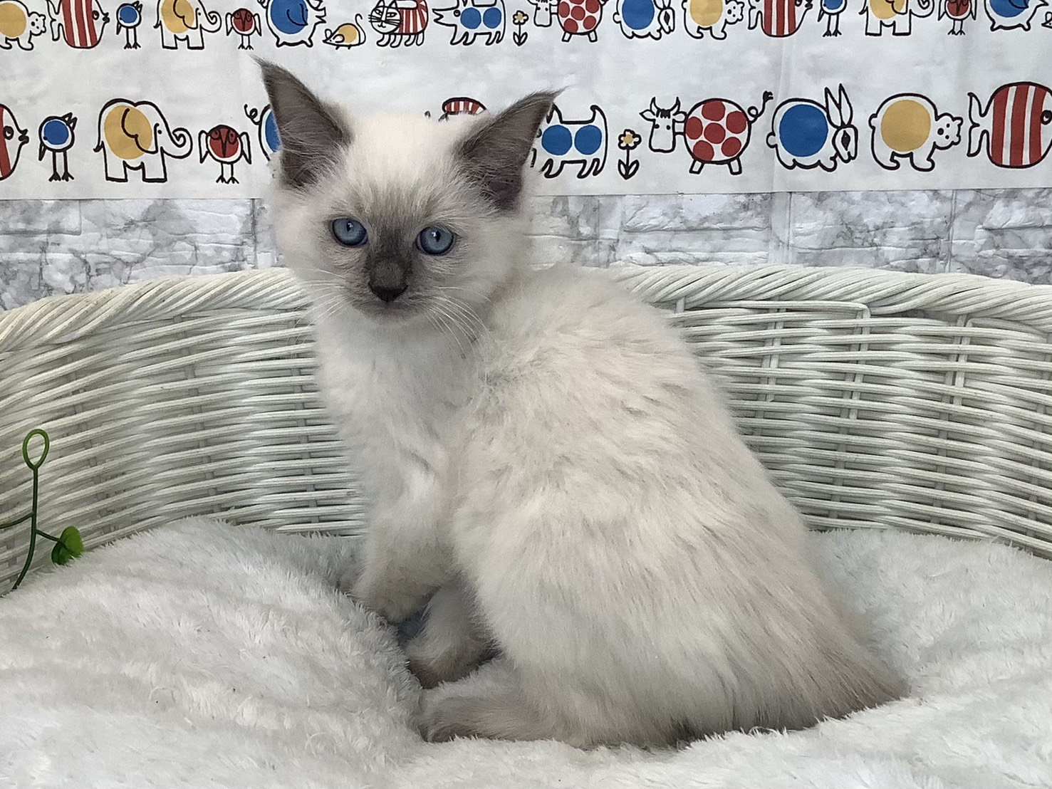 奈良県のラグドール (マルエスペット 富雄店/2025年9月10日生まれ/男の子/ブルーポイント)の子猫の3枚目の画像