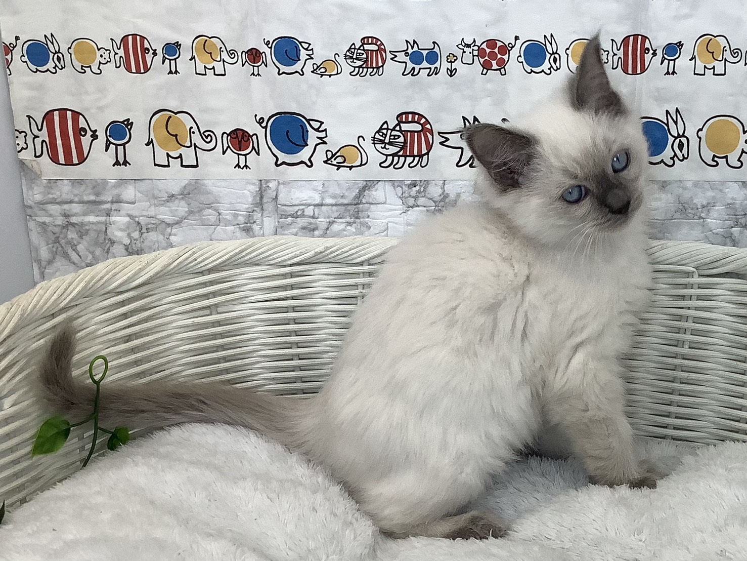 奈良県のラグドール (マルエスペット 富雄店/2025年9月10日生まれ/男の子/ブルーポイント)の子猫の2枚目の画像