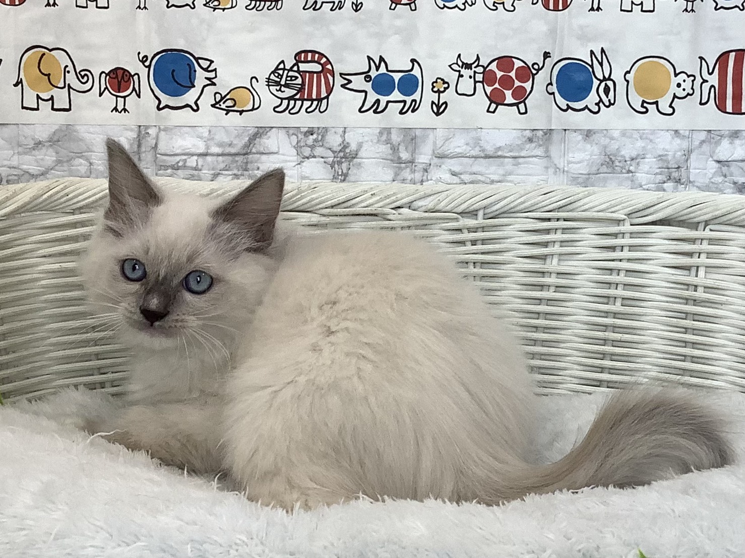 奈良県のラグドール (マルエスペット 押熊店/2025年9月10日生まれ/男の子/ブルーミテッド)の子猫の3枚目の画像