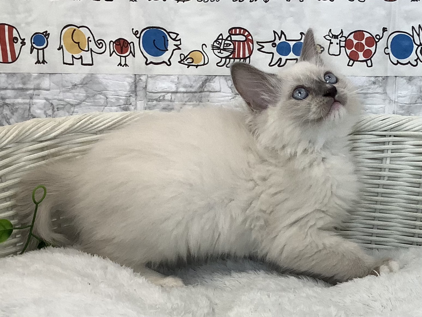 奈良県のラグドール (マルエスペット 押熊店/2025年9月10日生まれ/男の子/ブルーミテッド)の子猫の2枚目の画像