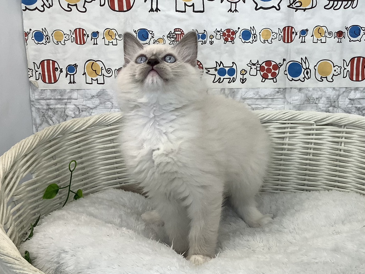 奈良県のラグドール (マルエスペット 押熊店/2025年9月10日生まれ/男の子/ブルーミテッド)の子猫の1枚目の画像