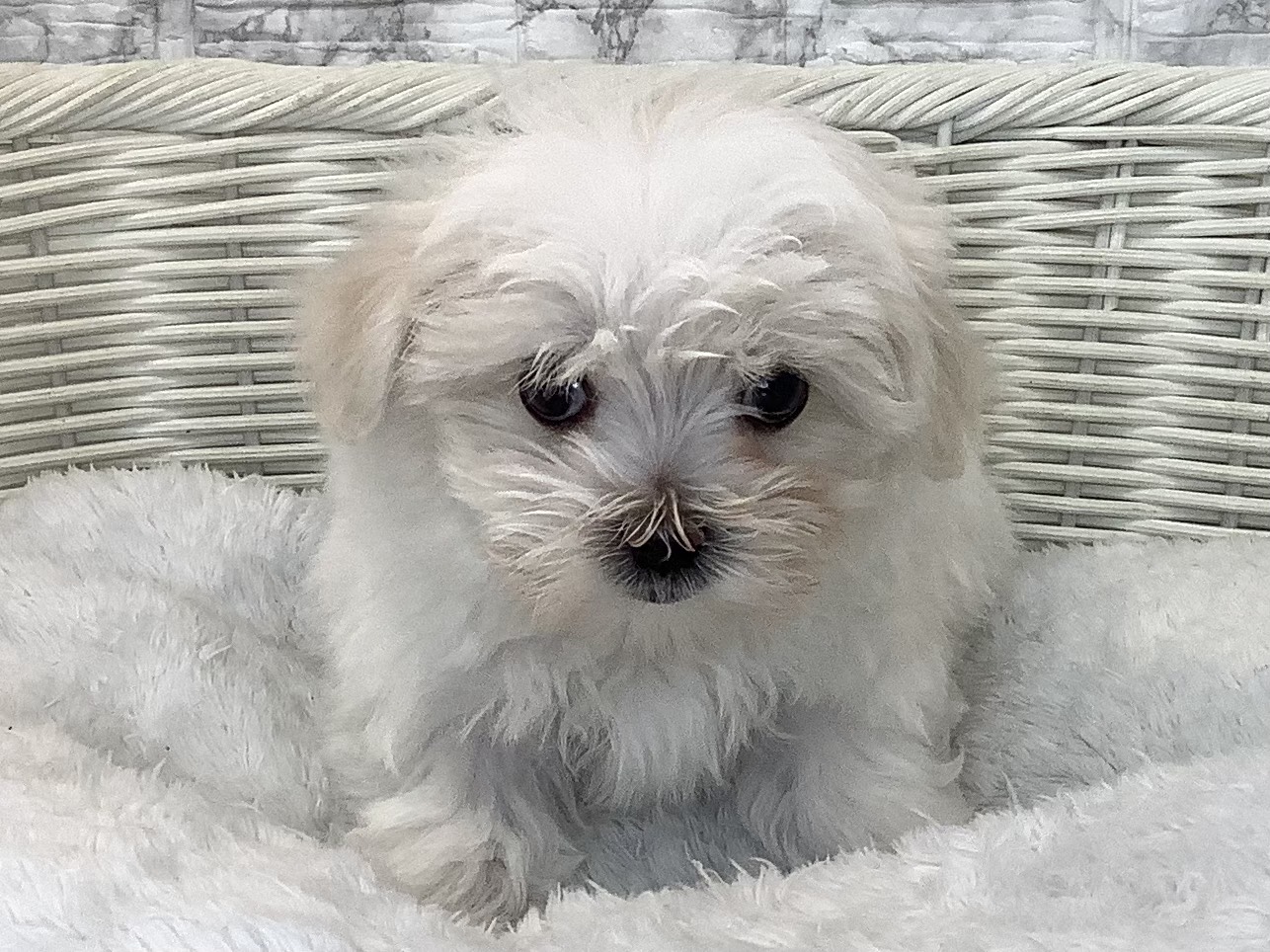 千葉県のマルチーズ (マルエスペット千鳥町店/2025年9月14日生まれ/女の子/ホワイト)の子犬の1枚目の画像