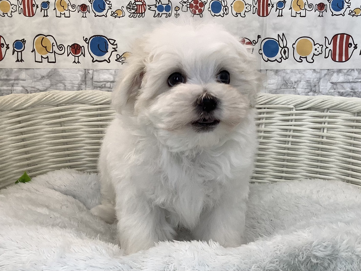 愛知県のマルチーズ (ペッツワン岡崎美合店/2025年9月14日生まれ/男の子/ホワイト)の子犬の1枚目の画像