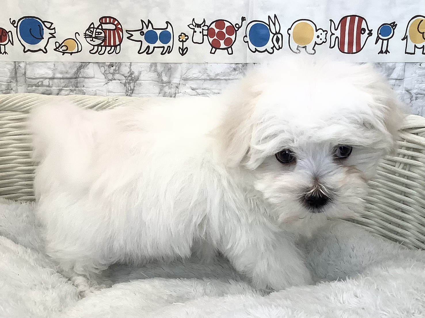 愛知県のマルチーズ (ペッツワン岡崎美合店/2025年9月14日生まれ/男の子/ホワイト)の子犬の2枚目の画像