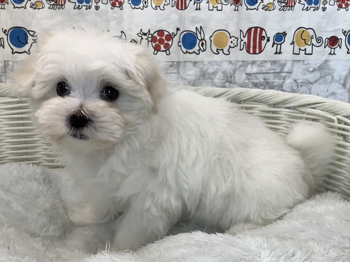 愛知県のマルチーズ (ペッツワン岡崎美合店/2025年9月14日生まれ/男の子/ホワイト)の子犬の3枚目の画像