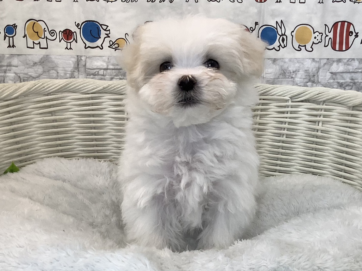 静岡県のマルチーズ (マルエスペット富士店/2025年9月14日生まれ/男の子/ホワイト)の子犬の1枚目の画像