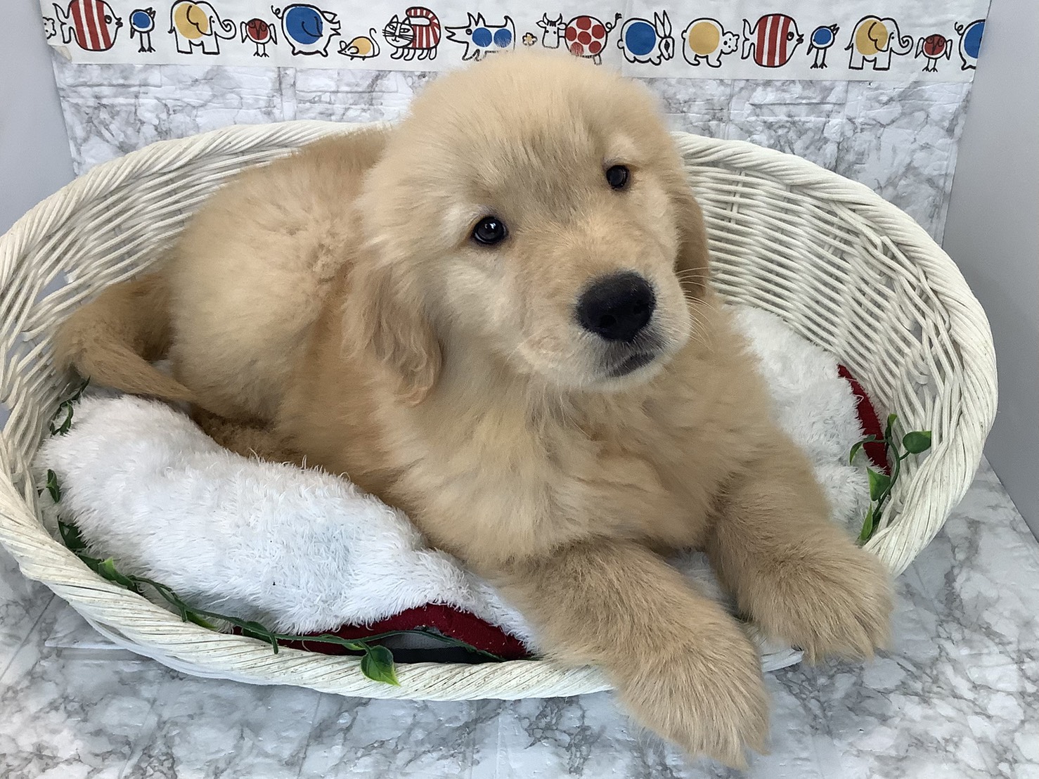 愛知県のゴールデンレトリバー (ペッツワン岡崎美合店/2025年9月8日生まれ/男の子/ゴールデン)の子犬の1枚目の画像