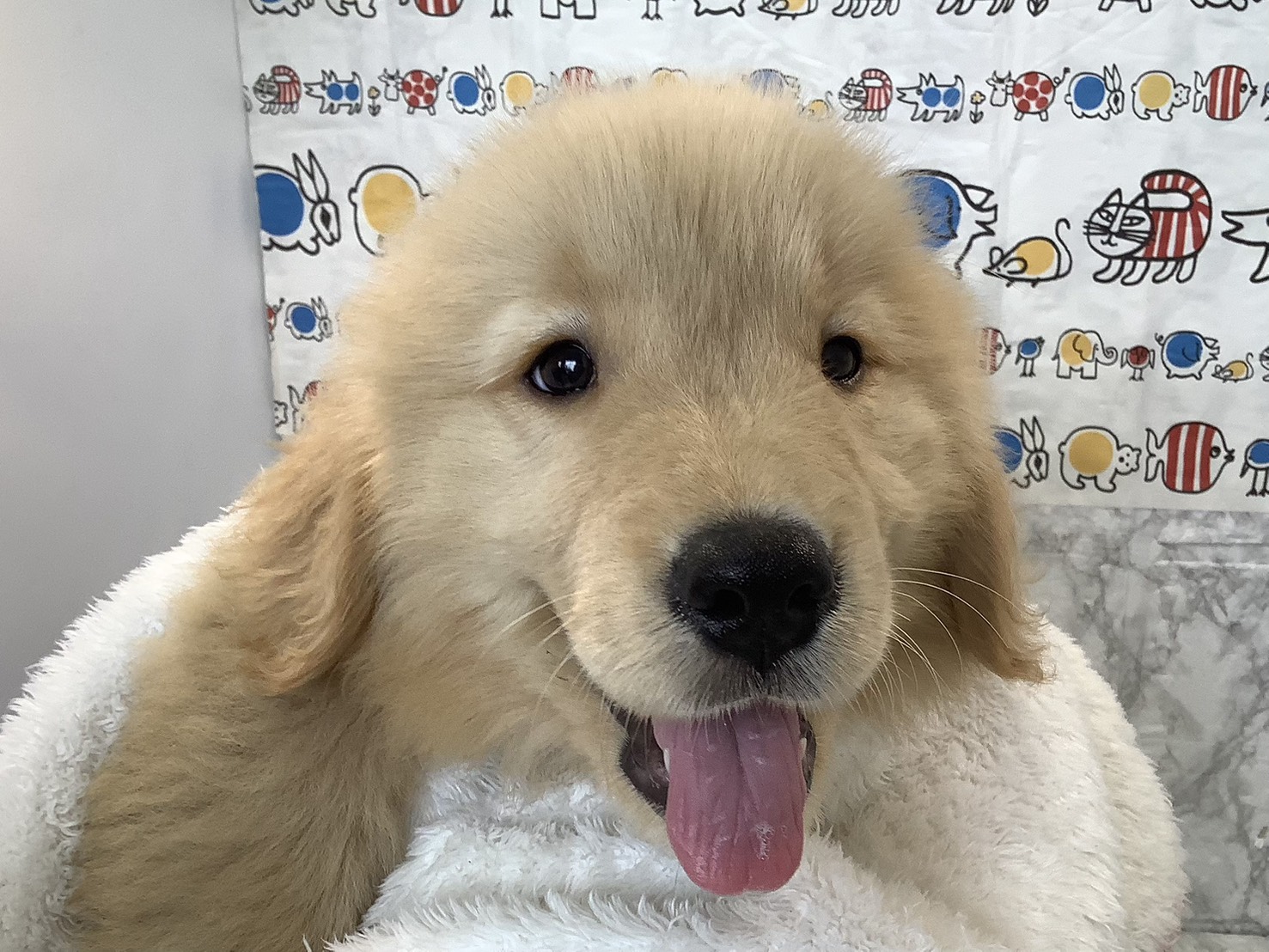 愛知県のゴールデンレトリバー (ペッツワン岡崎美合店/2025年9月8日生まれ/男の子/ゴールデン)の子犬の2枚目の画像