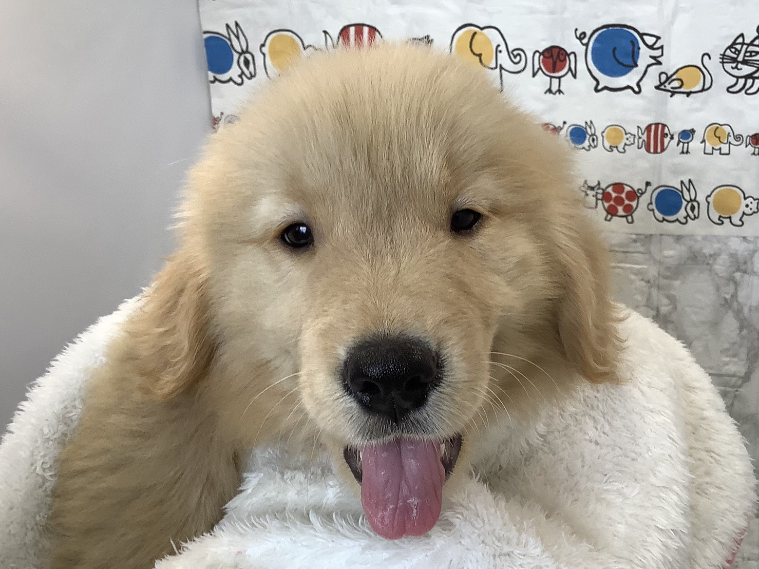 愛知県のゴールデンレトリバー (ペッツワン岡崎美合店/2025年9月8日生まれ/男の子/ゴールデン)の子犬の3枚目の画像