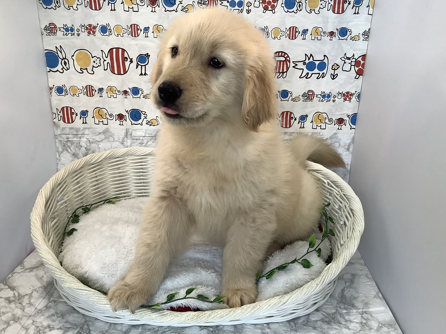 奈良県のゴールデンレトリバー (マルエスペット 押熊店/2025年9月8日生まれ/男の子/ゴールデン)の子犬の3枚目の画像