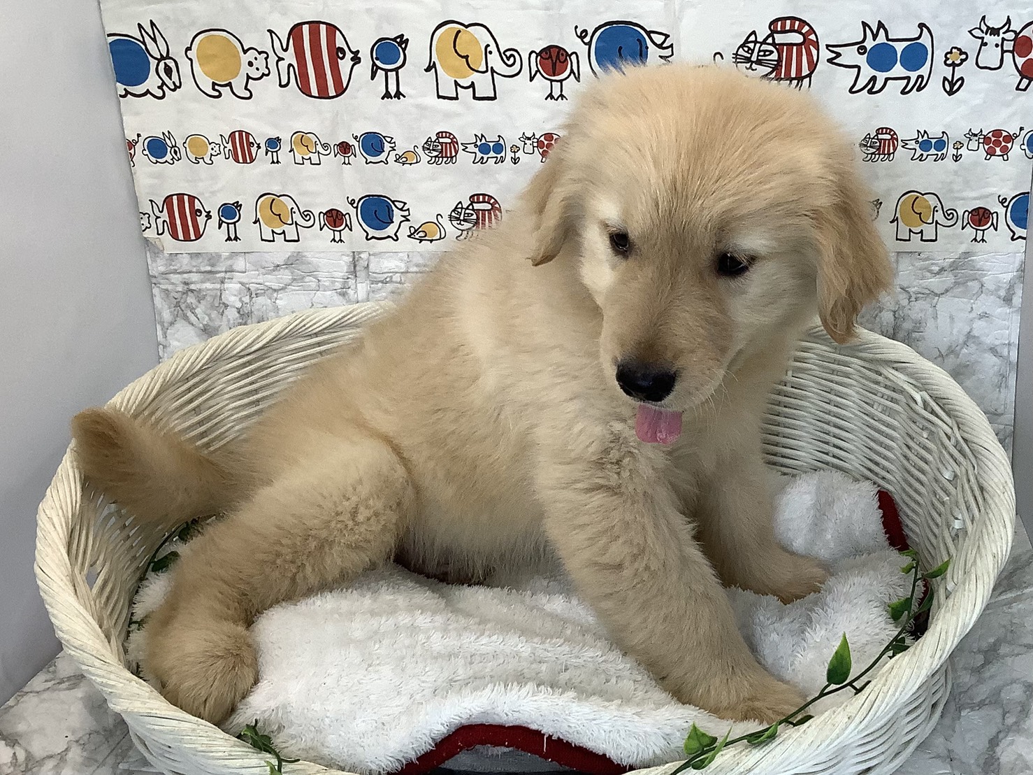 奈良県のゴールデンレトリバー (マルエスペット 押熊店/2025年9月8日生まれ/男の子/ゴールデン)の子犬の2枚目の画像