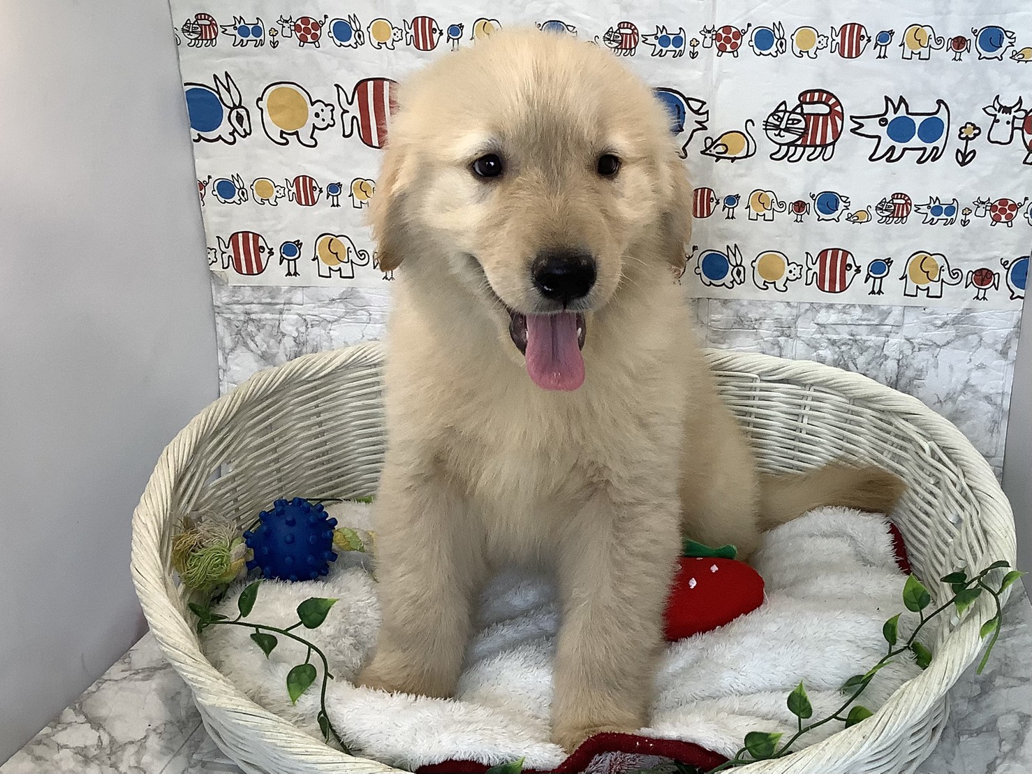 奈良県のゴールデンレトリバー (マルエスペット 押熊店/2025年9月8日生まれ/男の子/ゴールデン)の子犬の1枚目の画像