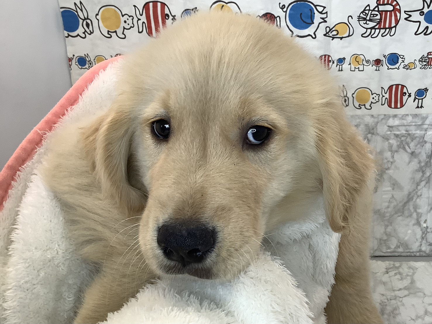 神奈川県のゴールデンレトリバー (マルエスペット湯河原店/2025年9月8日生まれ/男の子/ゴールデン)の子犬の2枚目の画像