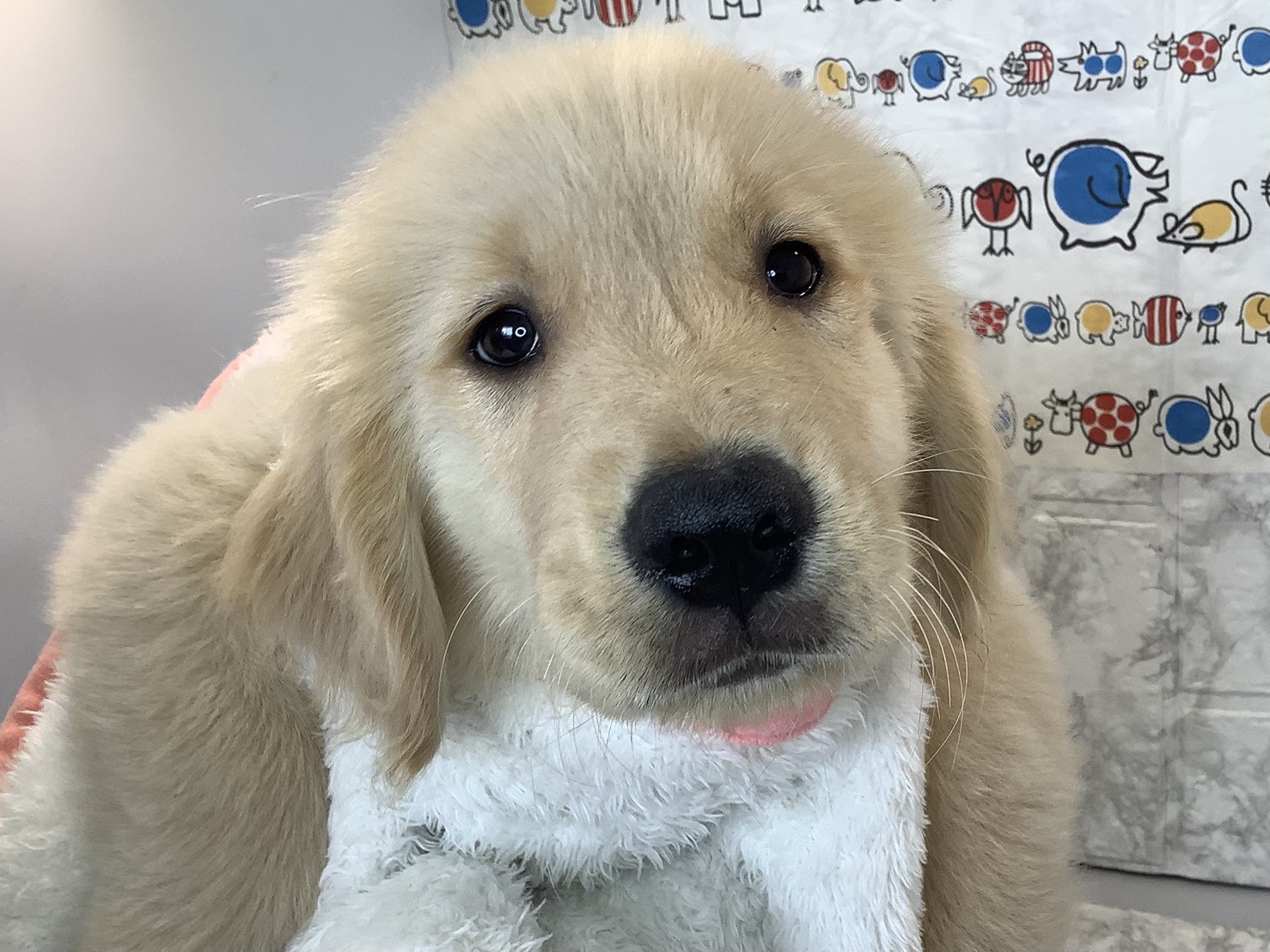 神奈川県のゴールデンレトリバー (マルエスペット湯河原店/2025年9月8日生まれ/男の子/ゴールデン)の子犬の1枚目の画像