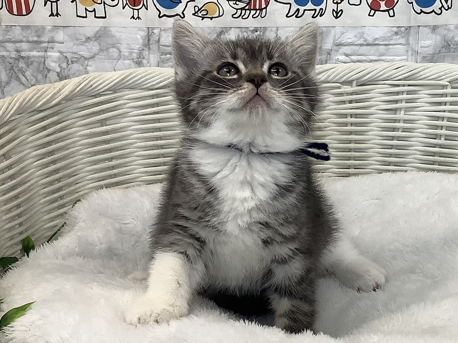 愛知県のスコティッシュフォールド (ペッツワン岡崎美合店/2025年9月17日生まれ/男の子/ブルータビーホワイト)の子猫の1枚目の画像