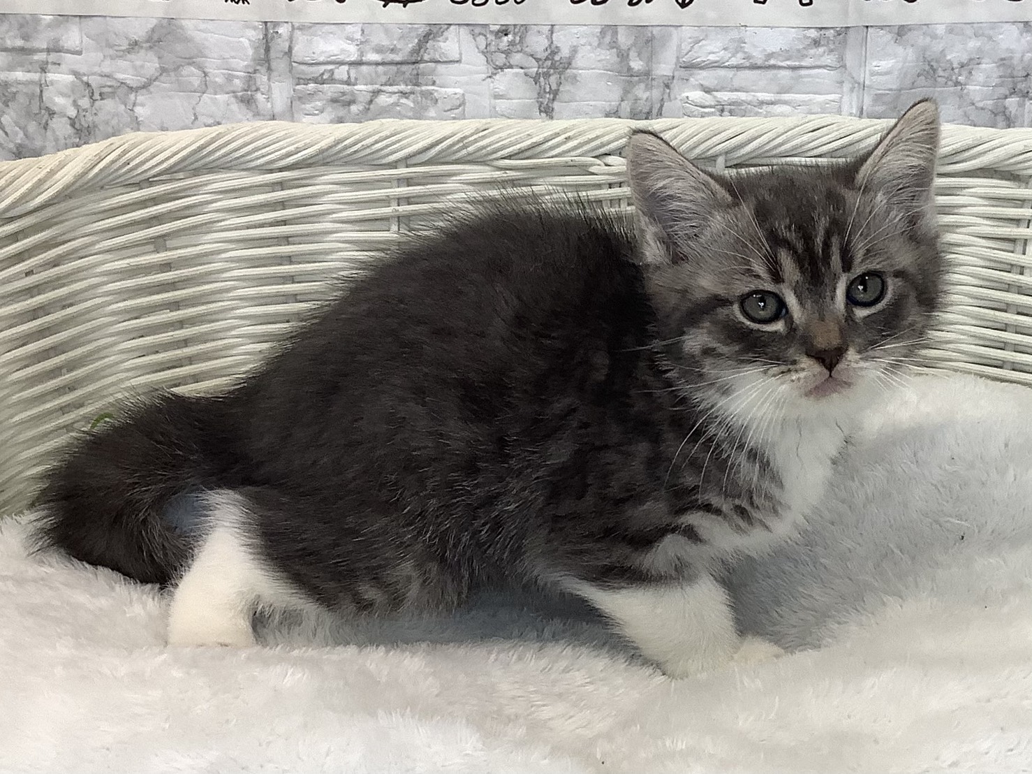 愛知県のスコティッシュフォールド (ペッツワン岡崎美合店/2025年9月17日生まれ/男の子/ブルータビーホワイト)の子猫の2枚目の画像