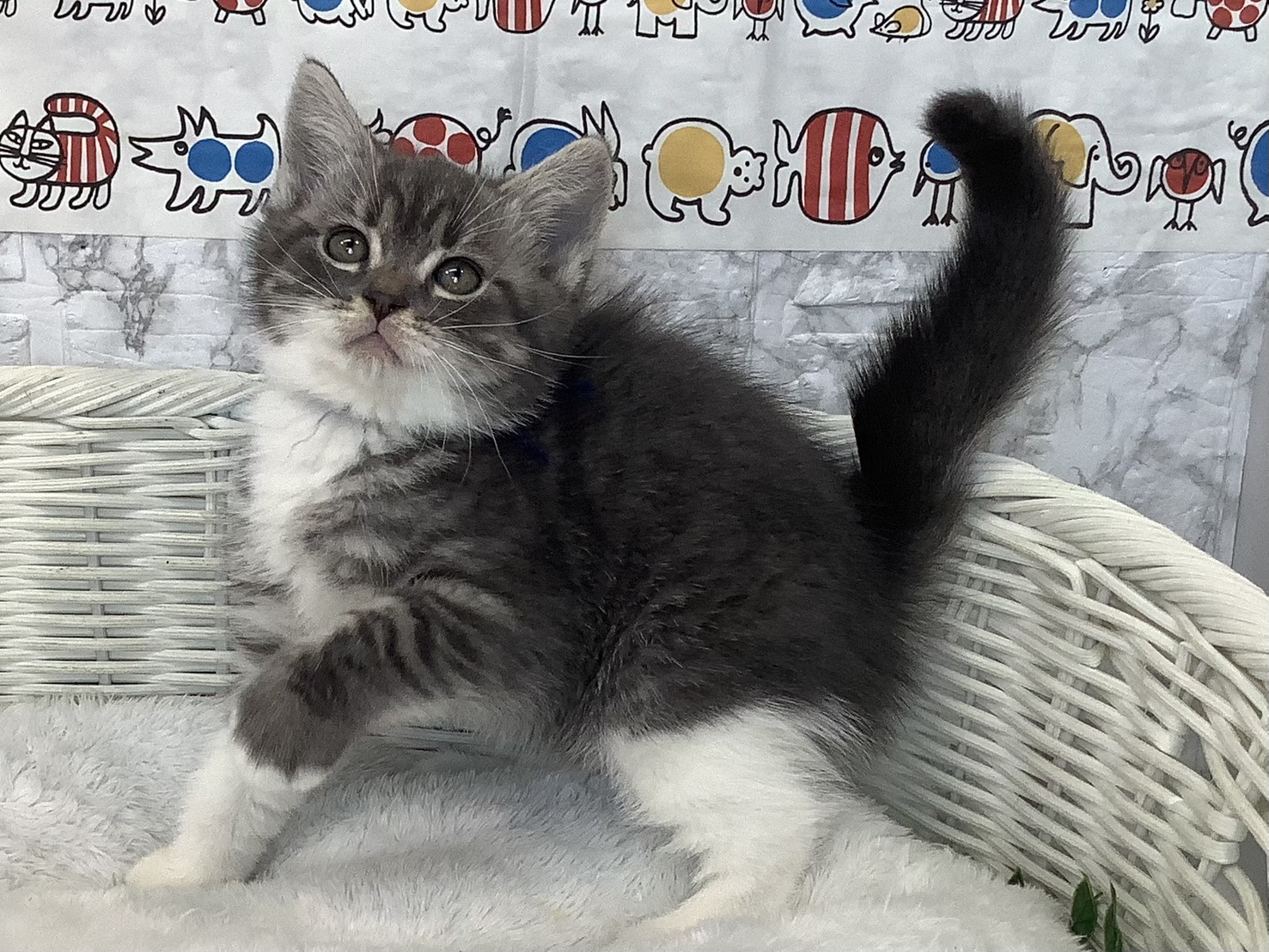 愛知県のスコティッシュフォールド (ペッツワン岡崎美合店/2025年9月17日生まれ/男の子/ブルータビーホワイト)の子猫の3枚目の画像