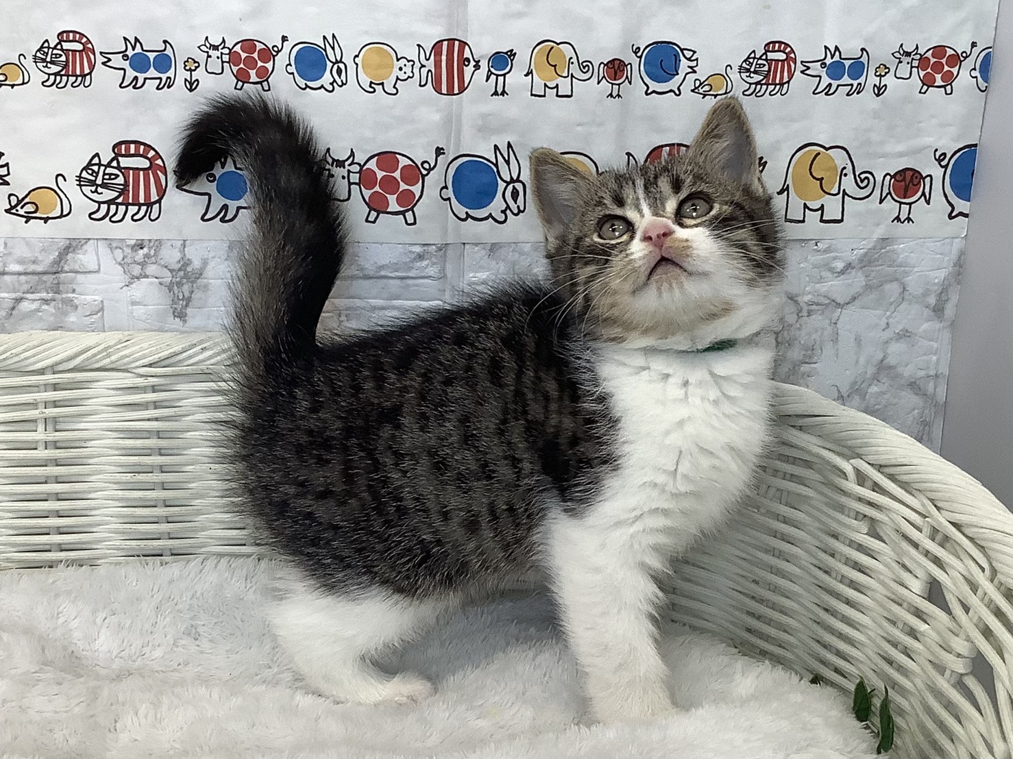 愛知県のスコティッシュフォールド (ペッツワン岡崎美合店/2025年9月17日生まれ/男の子/ブラウンマッカレルタビー/ホワイト)の子猫の2枚目の画像
