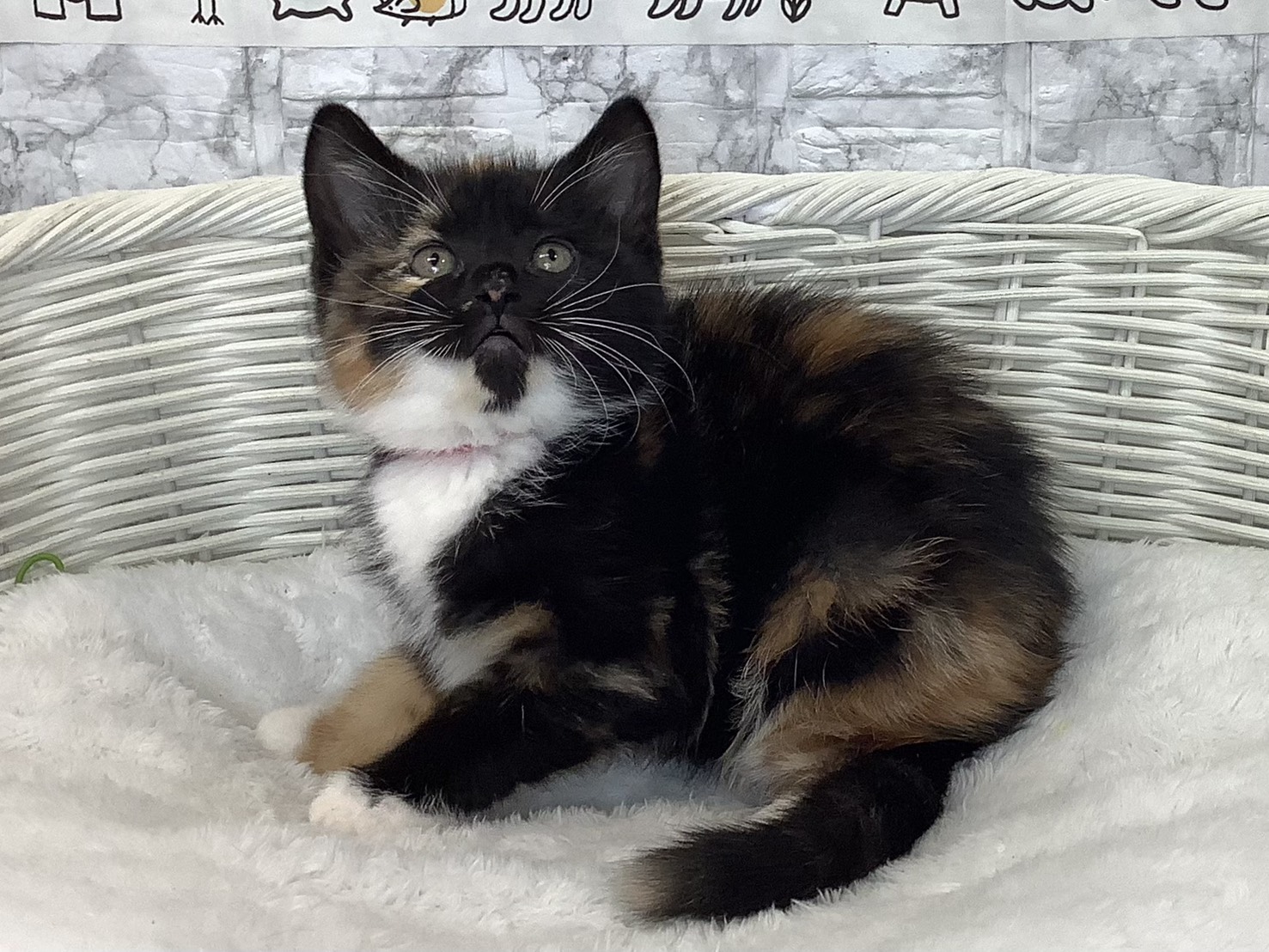 奈良県のスコティッシュフォールド (マルエスペット いかるが店/2025年9月17日生まれ/女の子/トーティシェル/ホワイト)の子猫の3枚目の画像