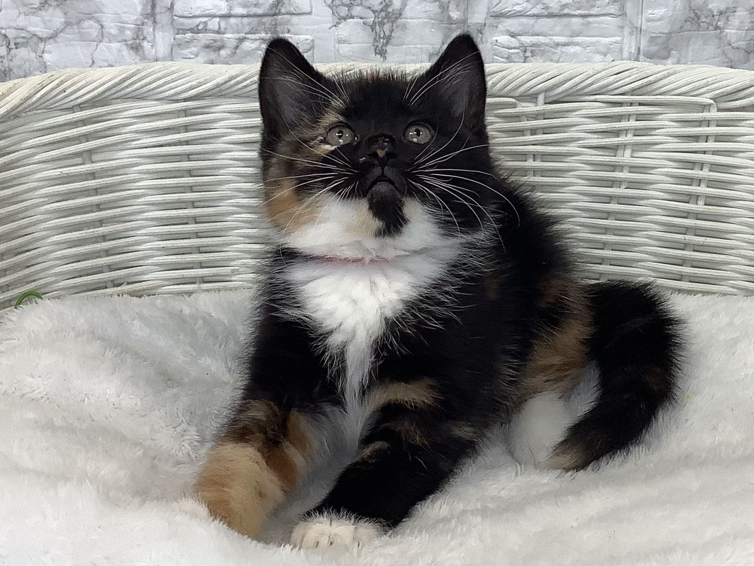 奈良県のスコティッシュフォールド (マルエスペット いかるが店/2025年9月17日生まれ/女の子/トーティシェル/ホワイト)の子猫の1枚目の画像