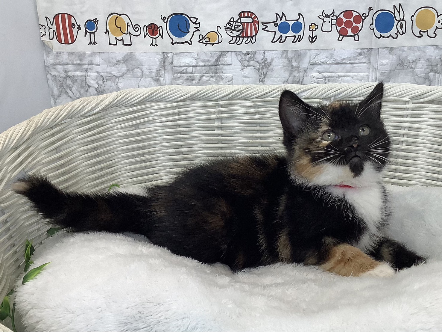 奈良県のスコティッシュフォールド (マルエスペット いかるが店/2025年9月17日生まれ/女の子/トーティシェル/ホワイト)の子猫の2枚目の画像