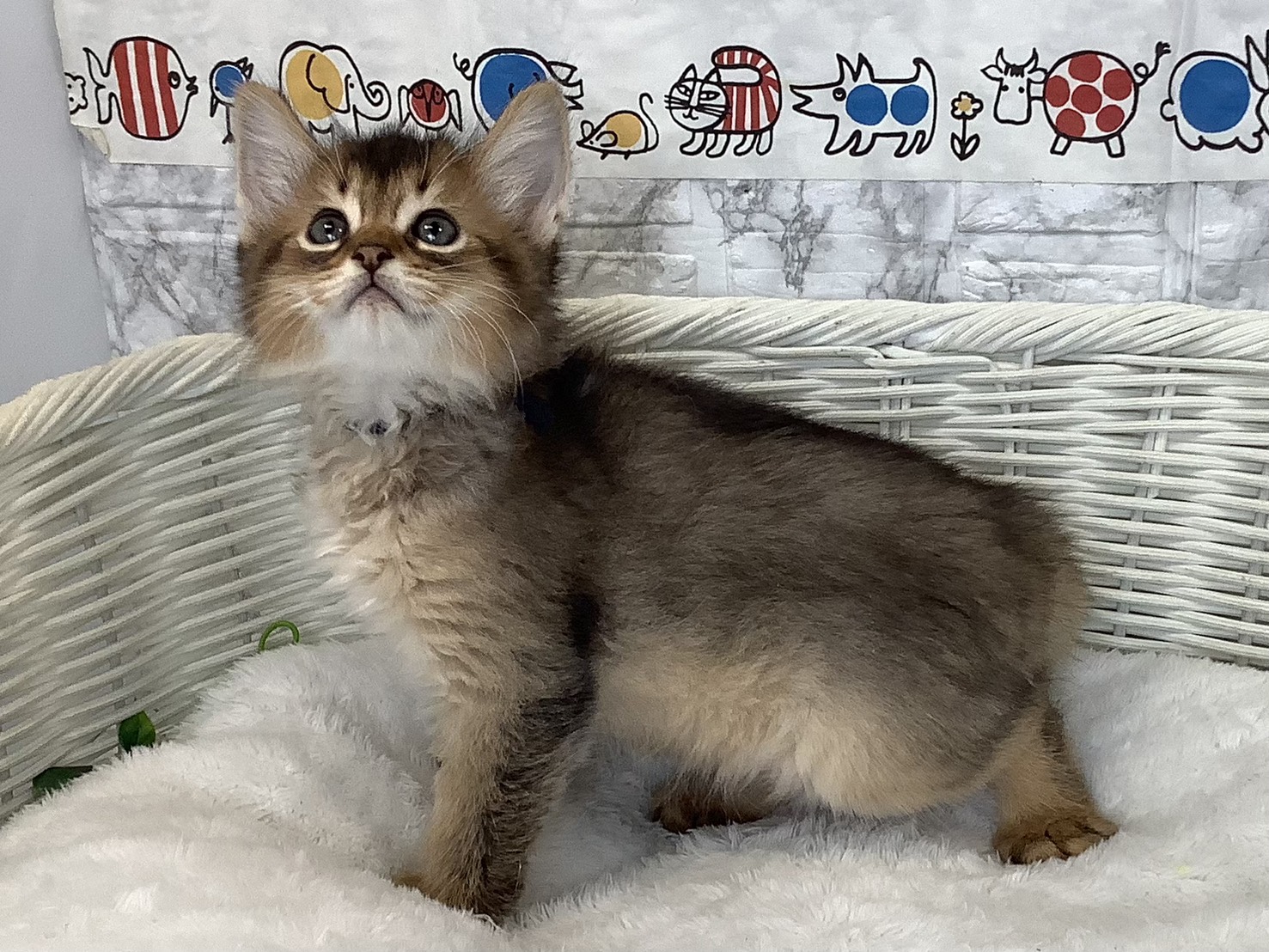 静岡県のソマリ (マルエスペットホームアシスト店/2025年9月16日生まれ/男の子/ルディ)の子猫の3枚目の画像