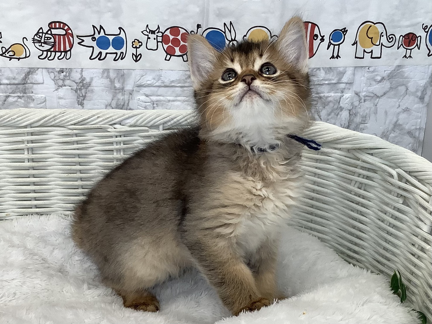 静岡県のソマリ (マルエスペットホームアシスト店/2025年9月16日生まれ/男の子/ルディ)の子猫の2枚目の画像