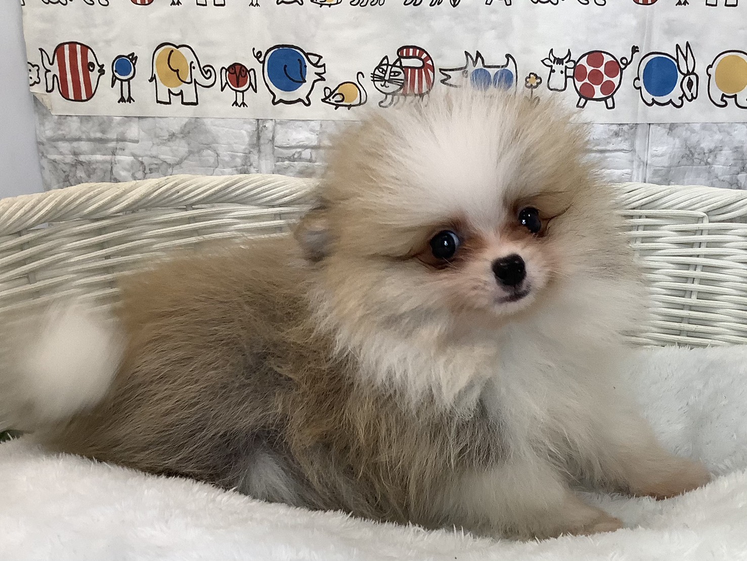 静岡県のポメラニアン (マルエスペット御殿場店/2025年9月12日生まれ/男の子/パーティーカラー)の子犬の2枚目の画像