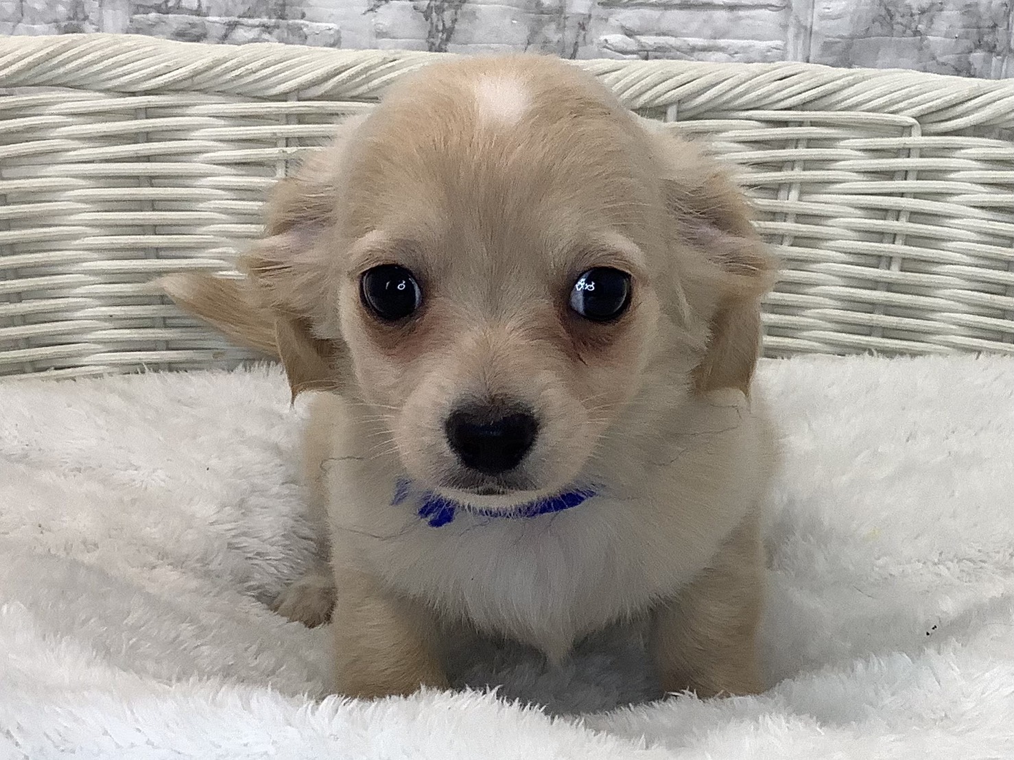 愛知県のチワックス(チワワ×ダックス) (ペッツワン稲沢ハーモニーランド店/2025年9月12日生まれ/男の子/クリームホワイト)の子犬の1枚目の画像