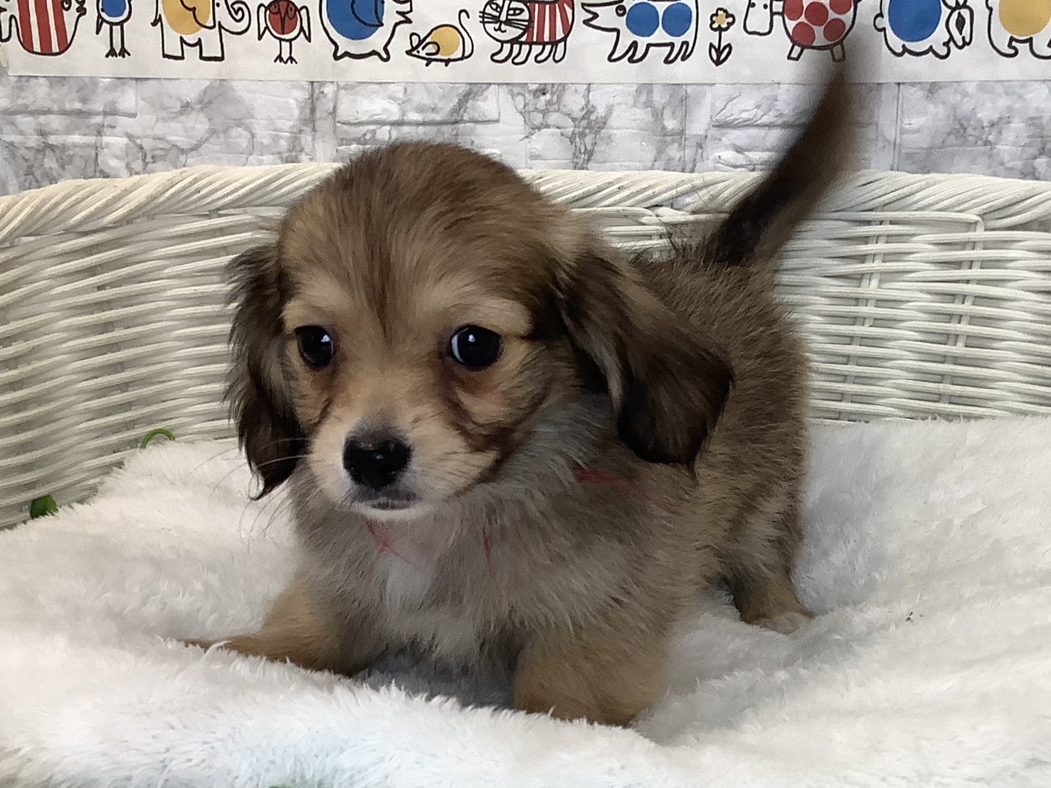 愛知県のチワックス(チワワ×ダックス) (ペッツワン稲沢ハーモニーランド店/2025年9月12日生まれ/女の子/フォーン)の子犬の1枚目の画像