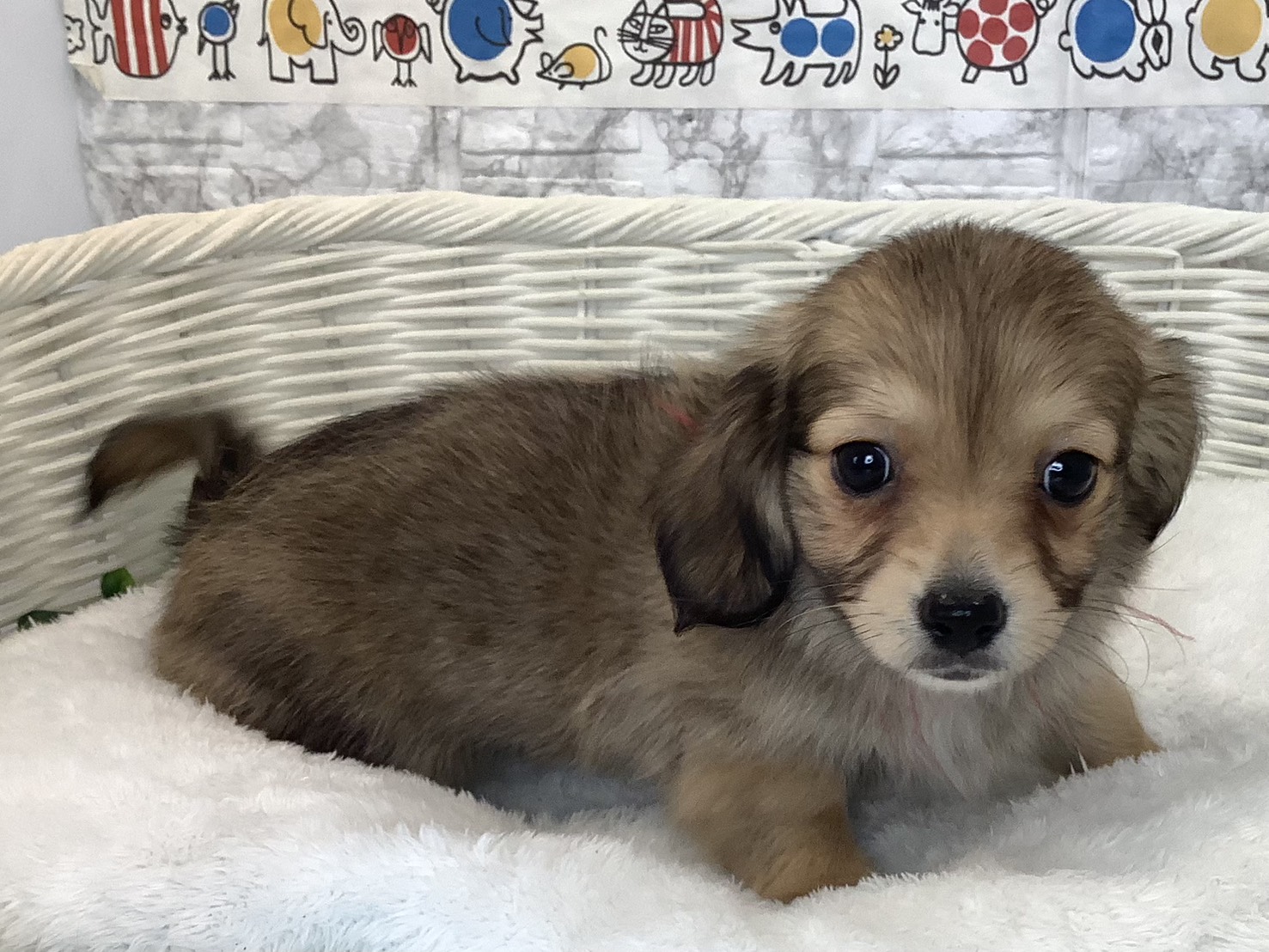 愛知県のチワックス(チワワ×ダックス) (ペッツワン稲沢ハーモニーランド店/2025年9月12日生まれ/女の子/フォーン)の子犬の2枚目の画像